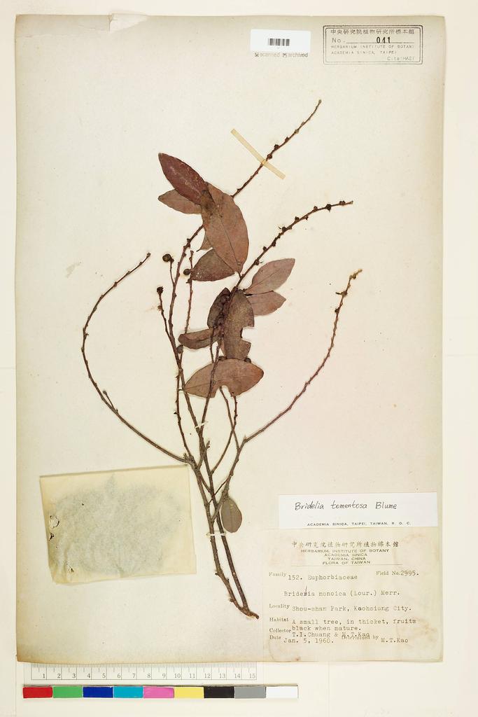 <Unit #56565 Chuang, T. I. | 莊燦暘 | 2995:: | Bridelia tomentosa Bl.>
