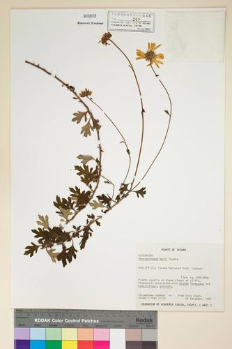 Chrysanthemum morii Hayata