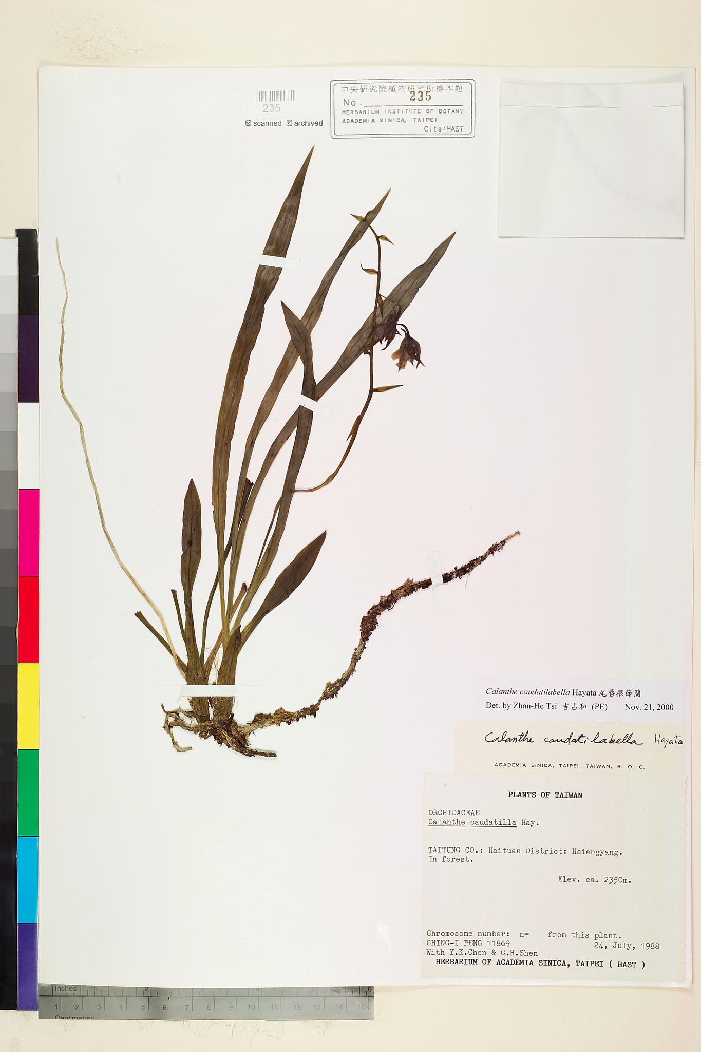 Sample image for viewer