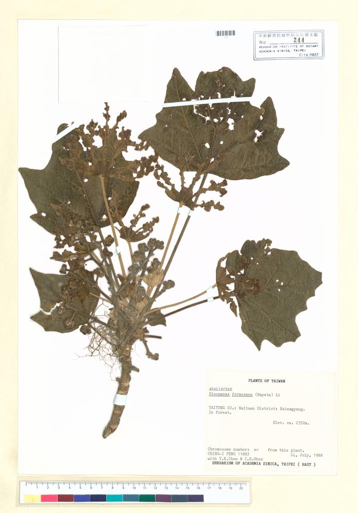 <Unit #45579 Peng, Ching-I | 彭鏡毅 | 11883:: | Sinopanax formosana (Hayata) Li>