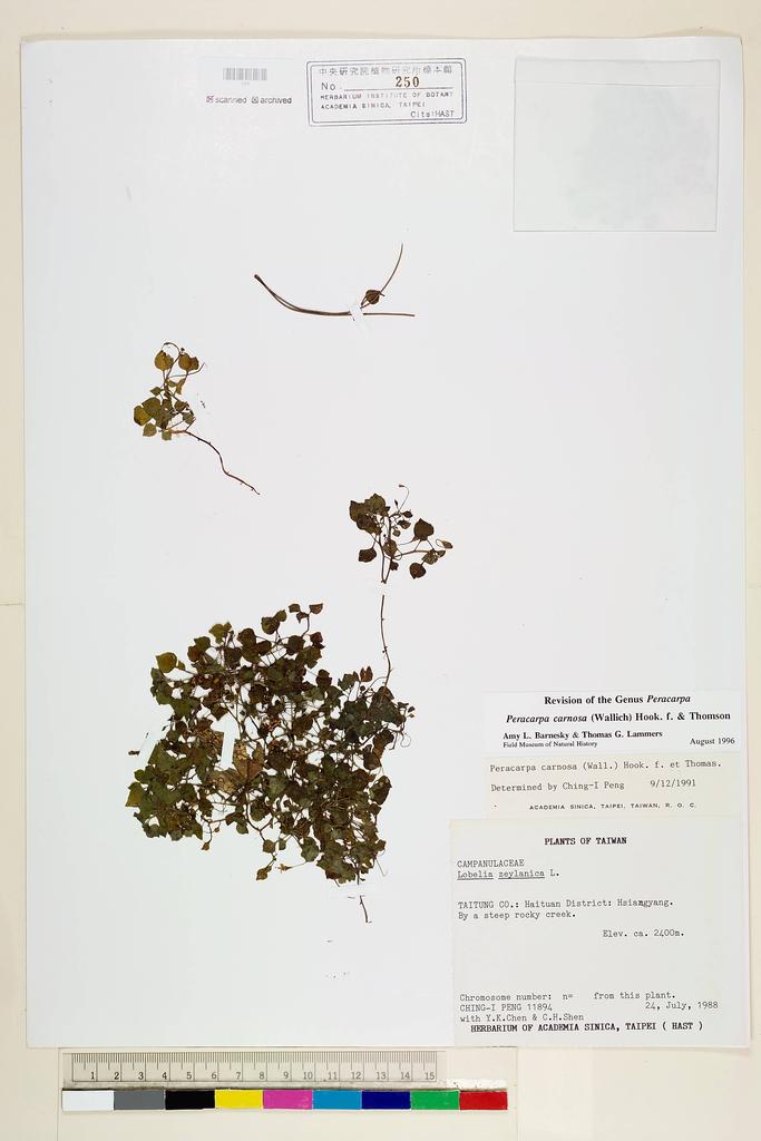 <Unit #25661 Peng, Ching-I | 彭鏡毅 | 11894:: | Peracarpa carnosa (Wall.) Hook. f. & Thomson>