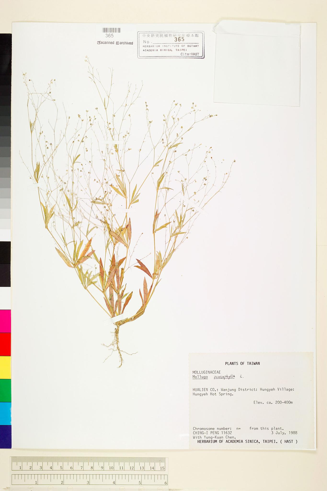 Sample image for viewer