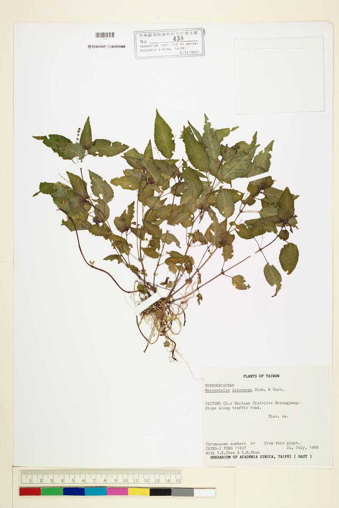 <Unit #20193 Peng, Ching-I | 彭鏡毅 | 11837:: | Mercurialis leiocarpa Sieb. & Zucc.>