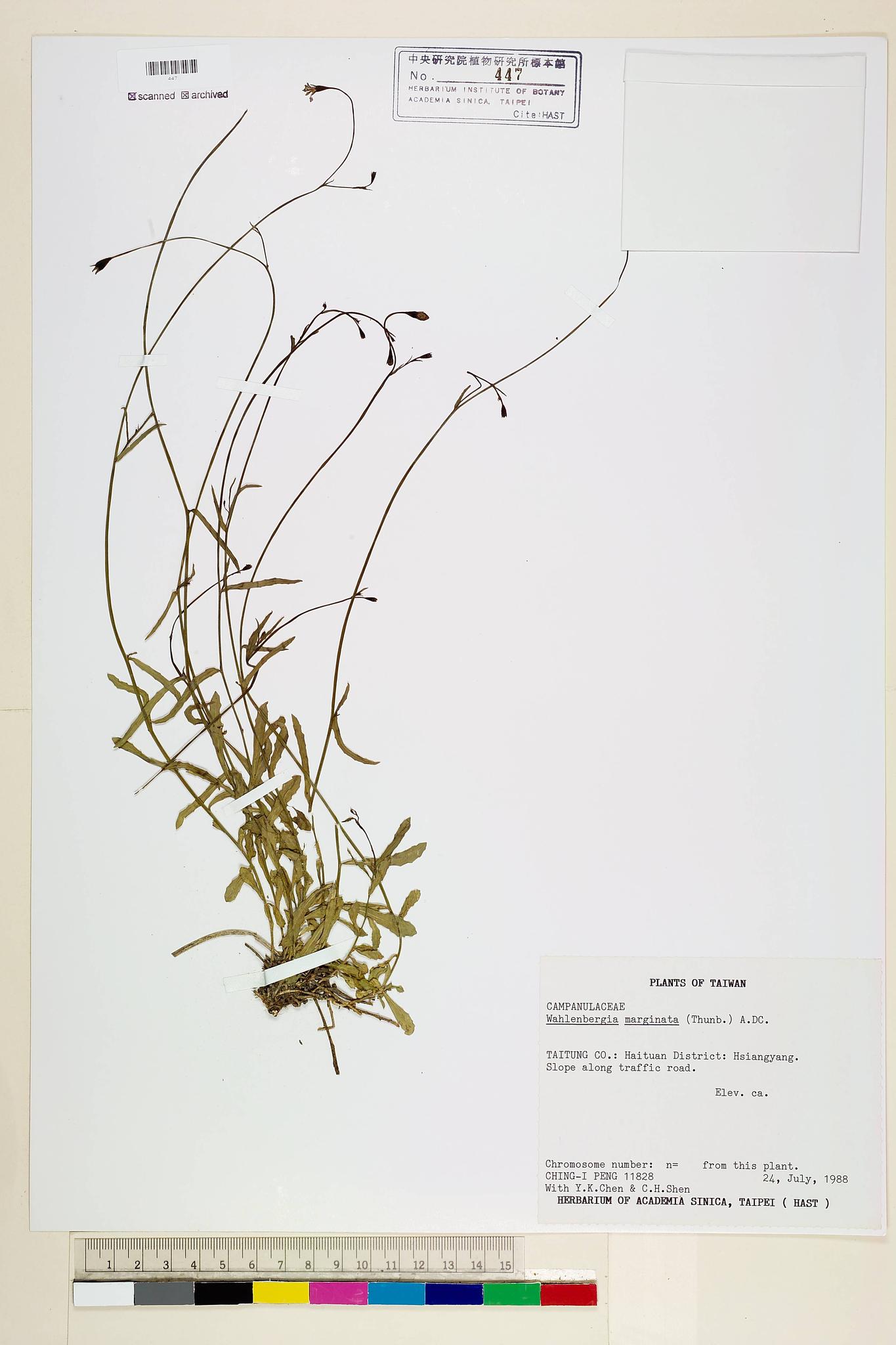 Sample image for viewer