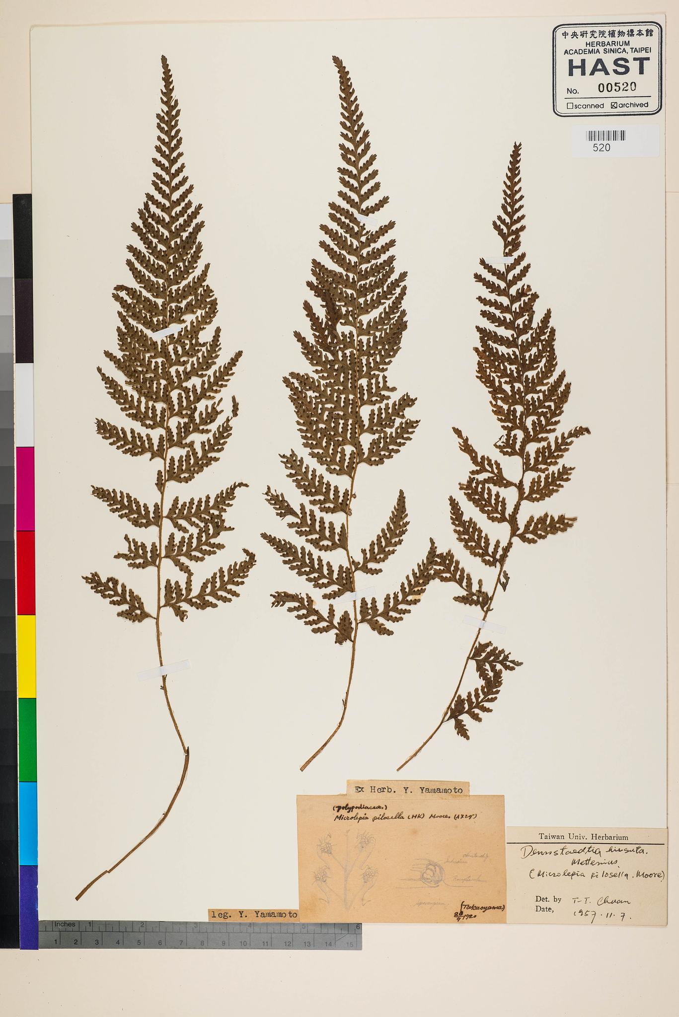 Sample image for viewer