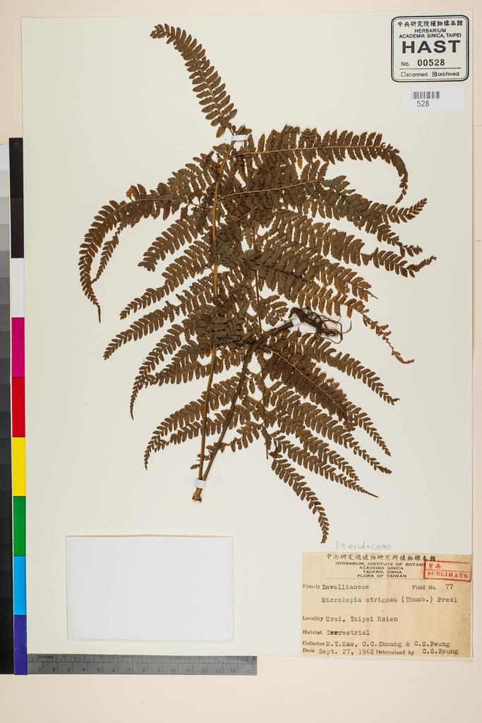 <Unit #104982 Kao, Muh-Tsuen | 高木村 | 77:: | Microlepia strigosa (Thunb.) C. Presl>