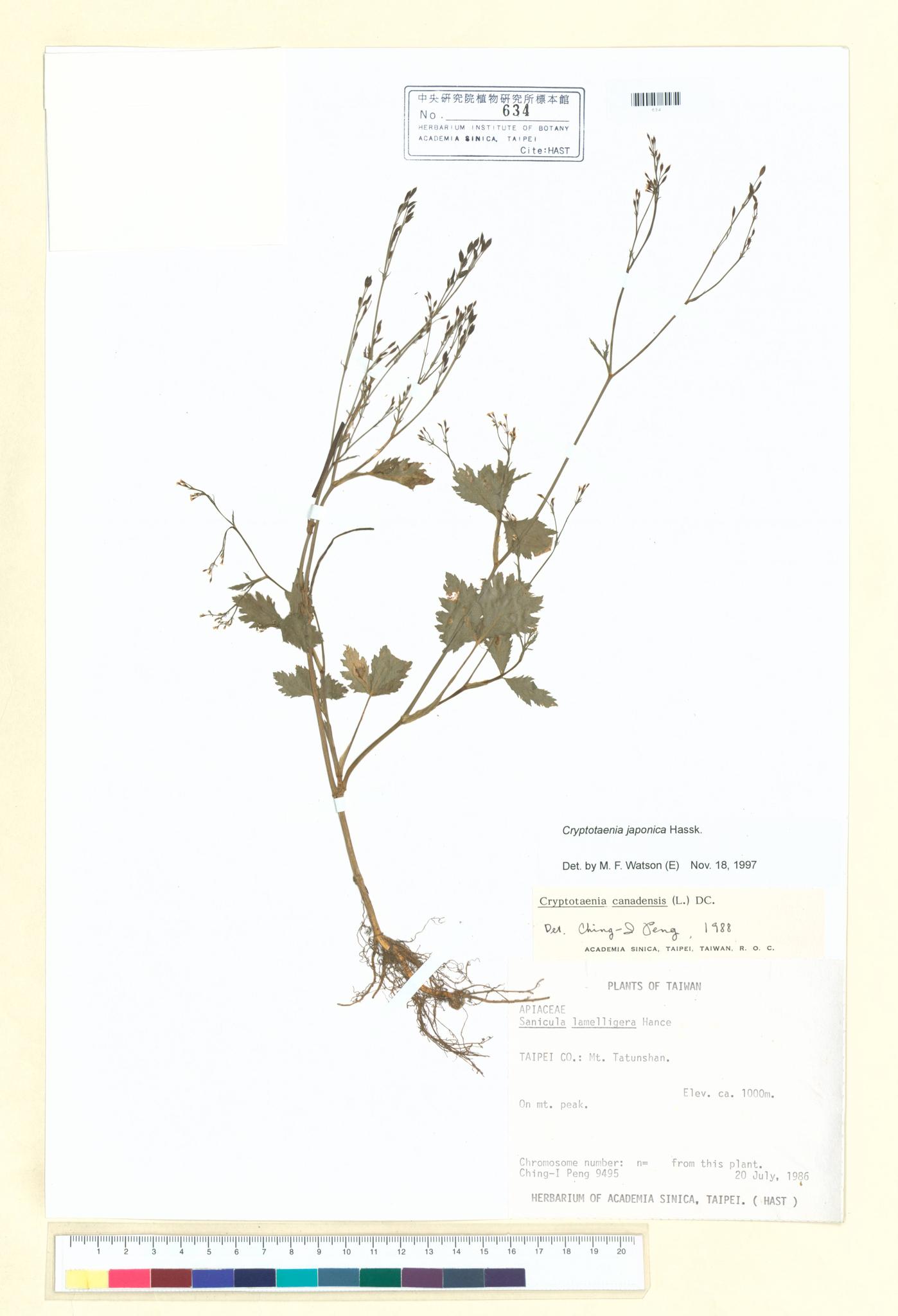 Sample image for viewer