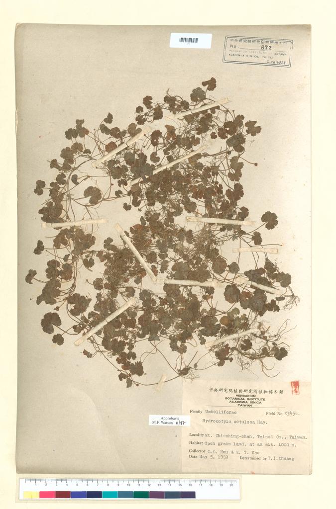 <Unit #41529 Kao, Muh-Tsuen | 高木村 | 3454:: | Hydrocotyle setulosa Hayata>