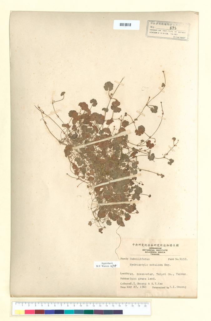 <Unit #39103 Chuang, T. I. | 莊燦暘 | 4102:: | Hydrocotyle setulosa Hayata>