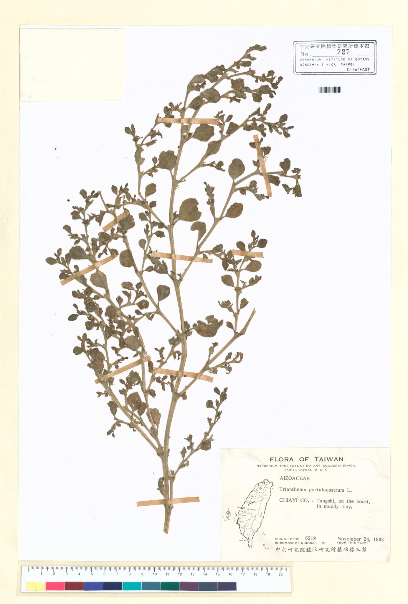 Sample image for viewer