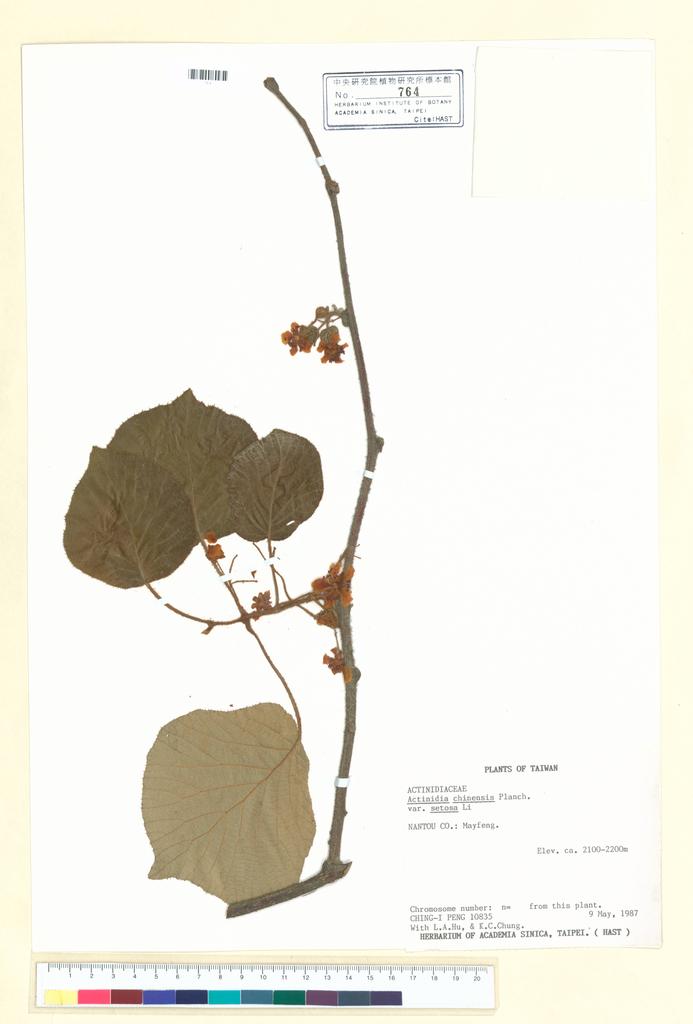 <Unit #38030 Peng, Ching-I | 彭鏡毅 | 10835:: | Actinidia setosa (H. L. Li) C. F. Liang & A. R. Ferguson>