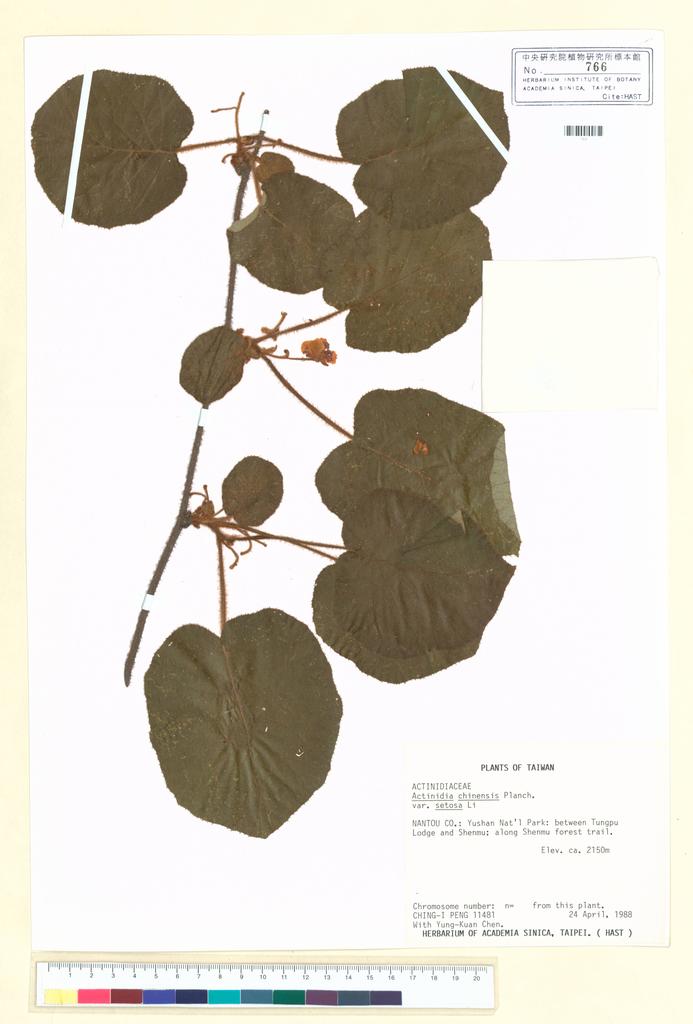 <Unit #37726 Peng, Ching-I | 彭鏡毅 | 11481:: | Actinidia setosa (H. L. Li) C. F. Liang & A. R. Ferguson>