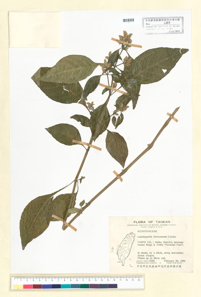 <Unit #39176 Peng, Ching-I | 彭鏡毅 | 6399:: | Lepidagathis formosensis C.B. Clarke ex Hayata>