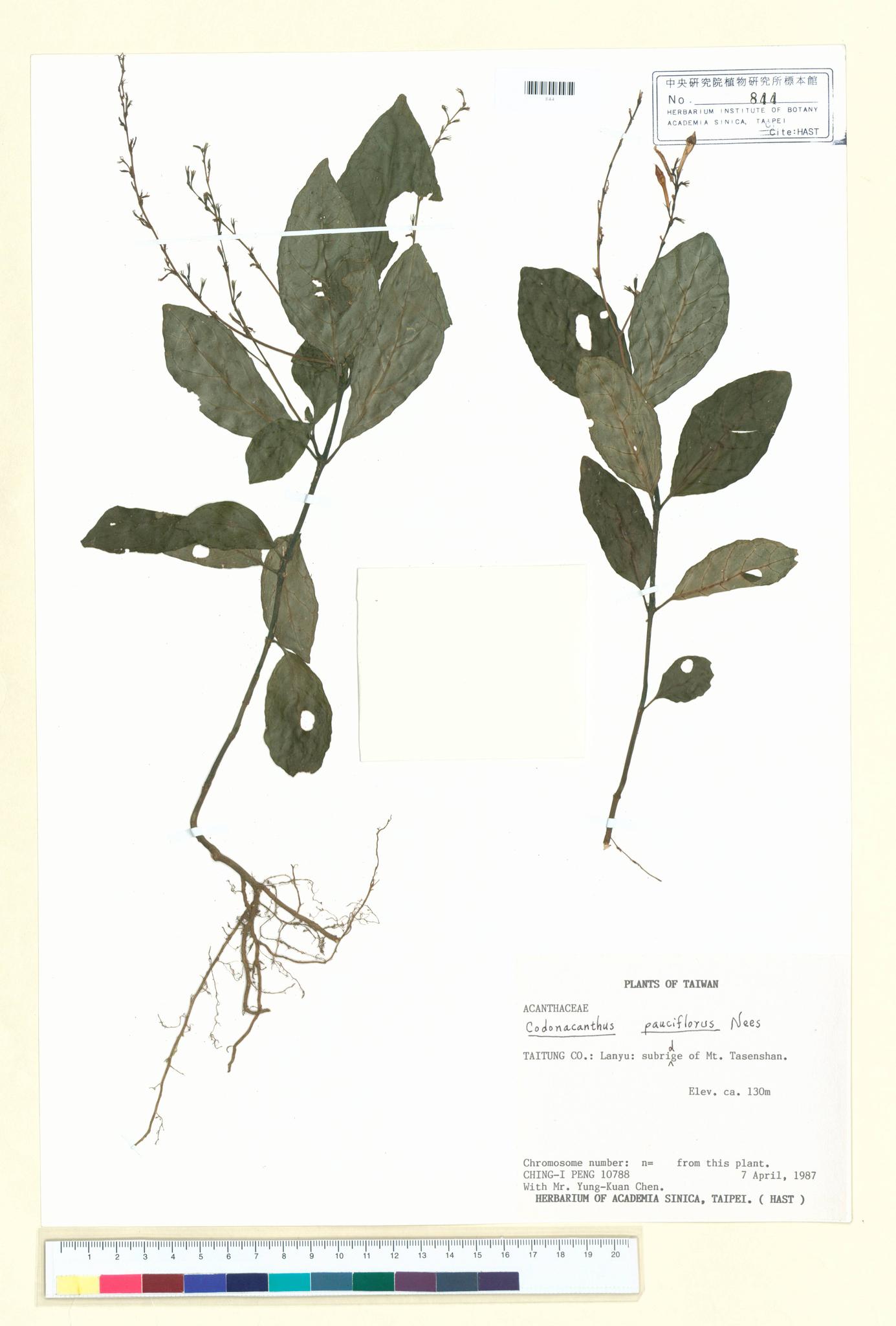 Sample image for viewer