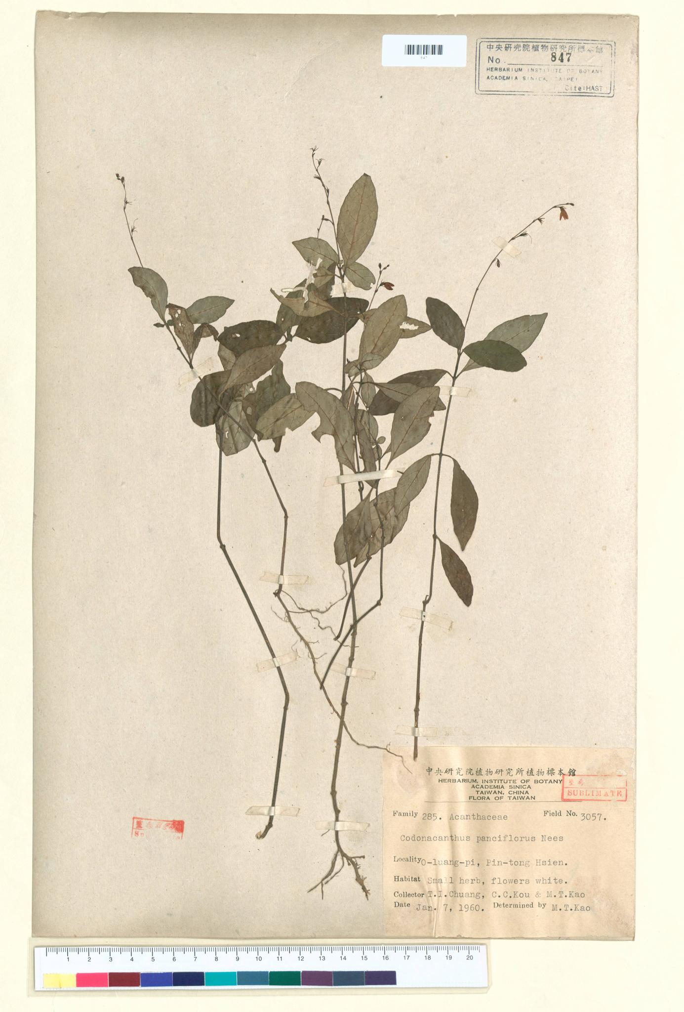 Sample image for viewer