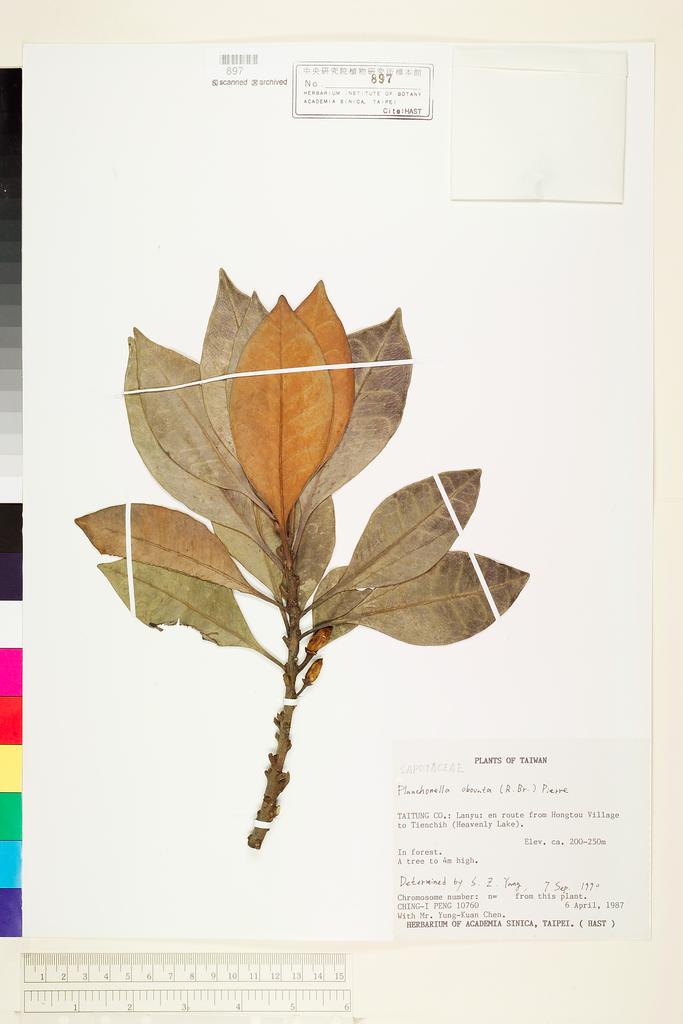 <Unit #76616 Peng, Ching-I | 彭鏡毅 | 10760:: | Planchonella obovata (R. Brown) Pierre>