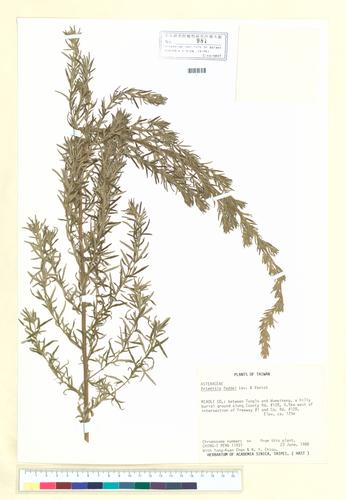 Artemisia feddei Lév. & Vaniot