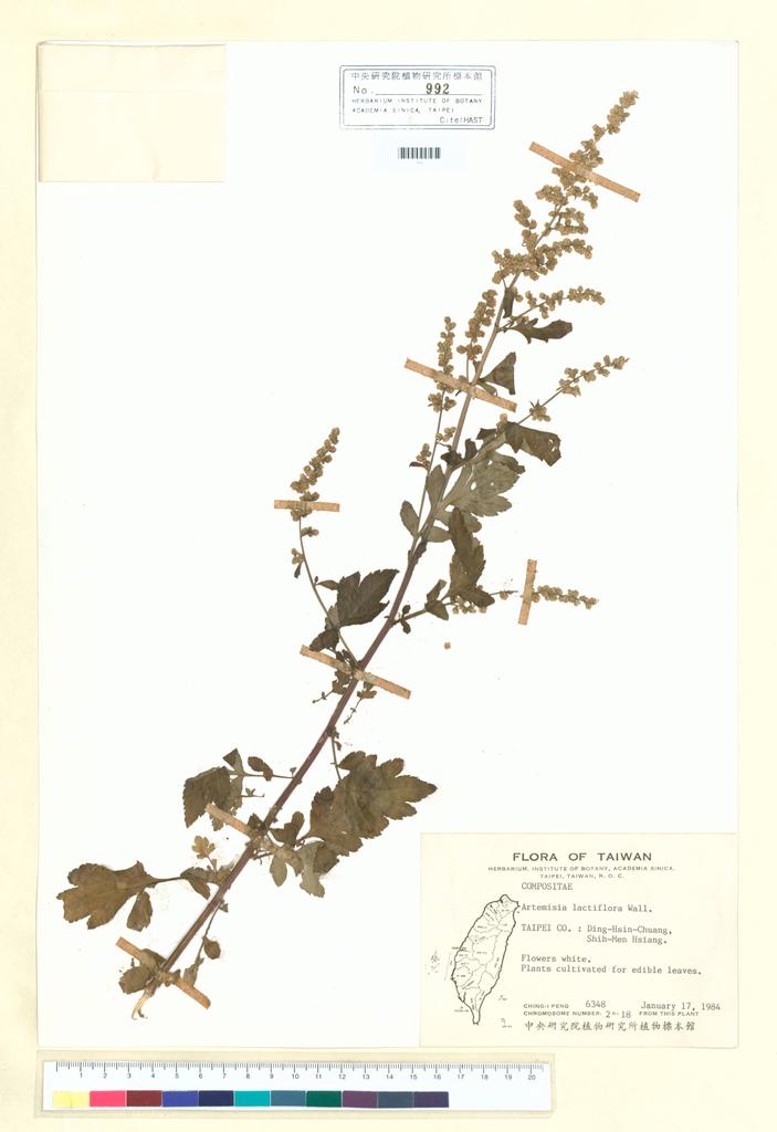 <Unit #21893 Peng, Ching-I | 彭鏡毅 | 6348:: | Artemisia lactiflora Wall.>