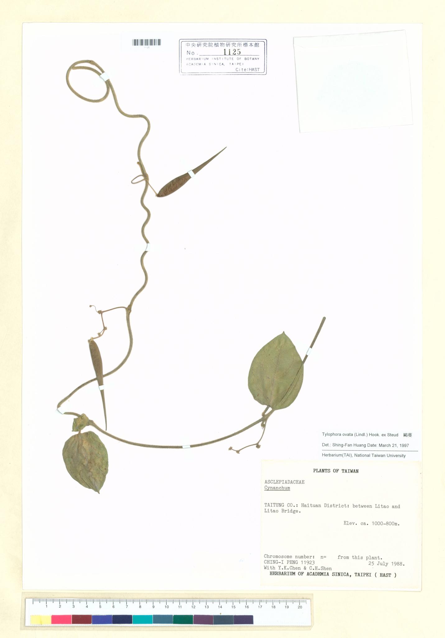 Sample image for viewer