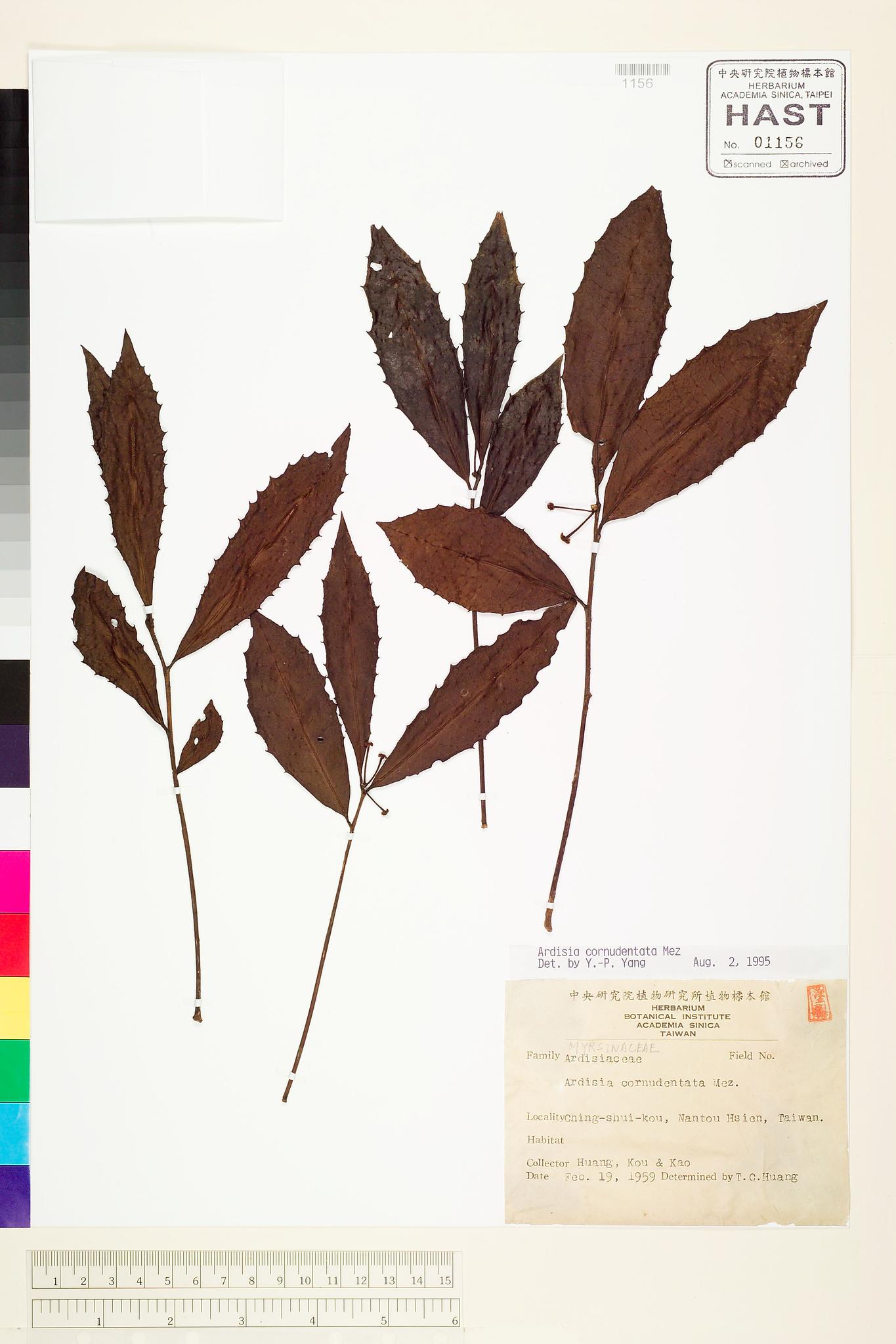 Sample image for viewer