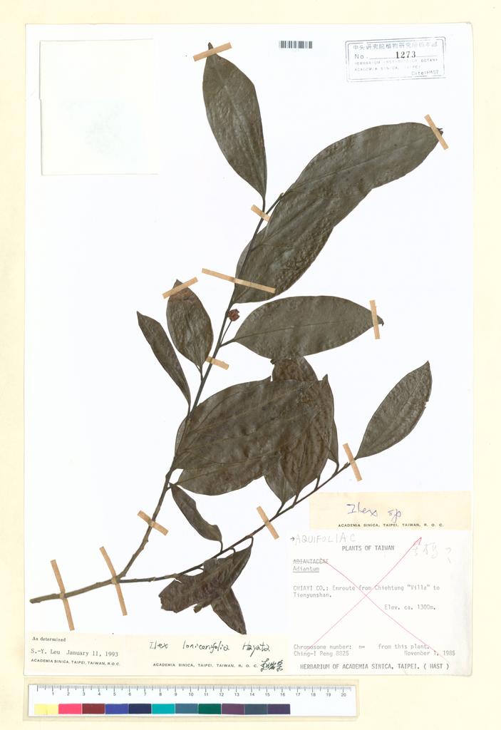 <Unit #41680 hast | 1273:: | Ilex lonicerifolia Hayata>