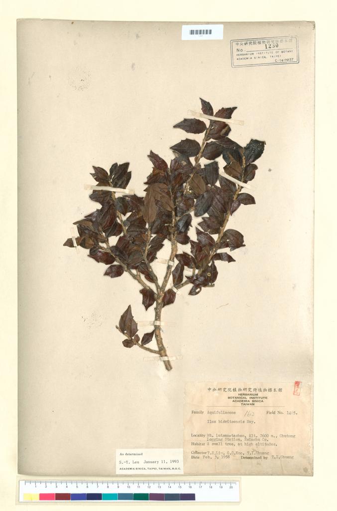 <Unit #37151 Liu, T. S. |  | 1465:: | Ilex bioritsensis Hayata>