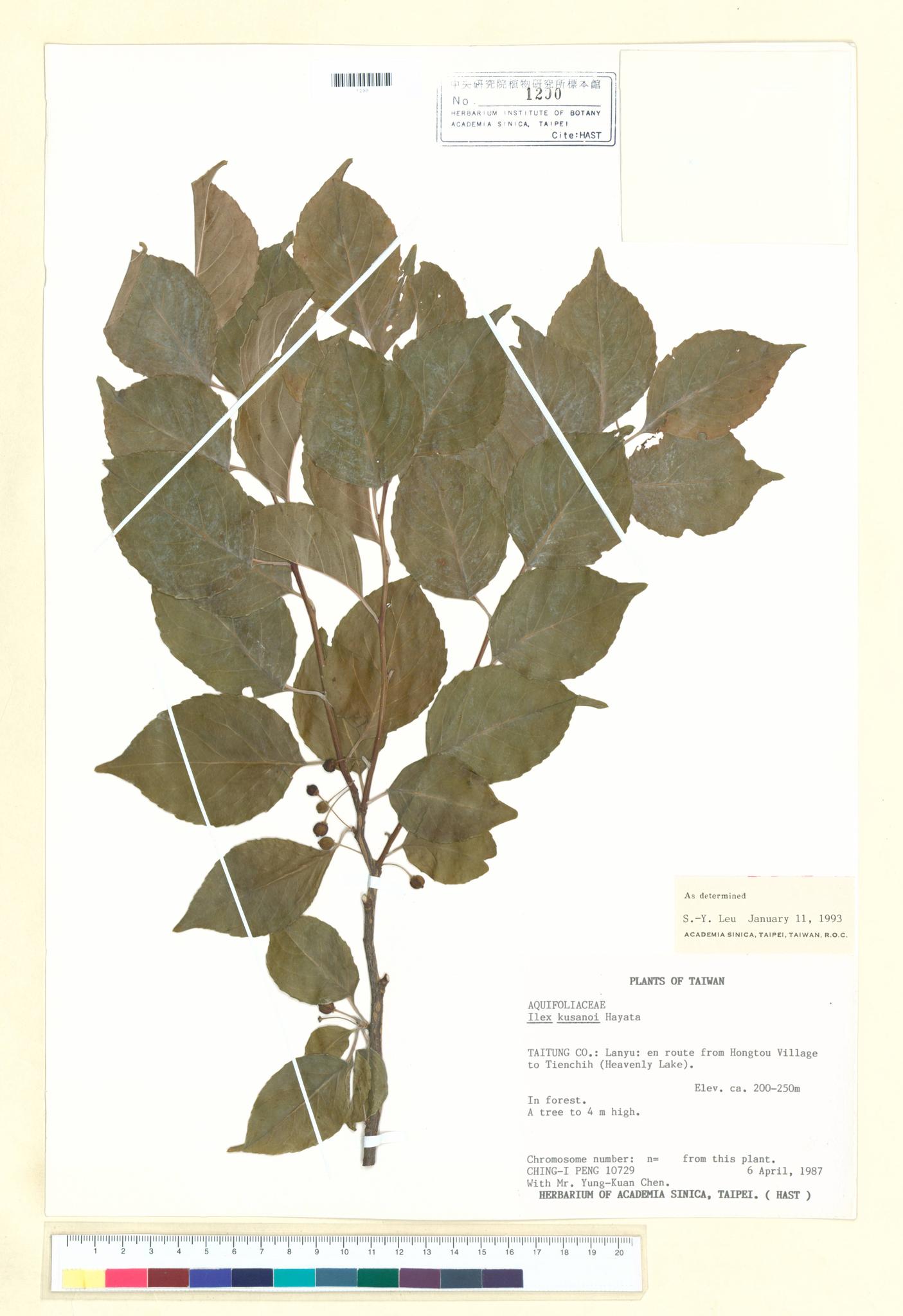 Specimen image