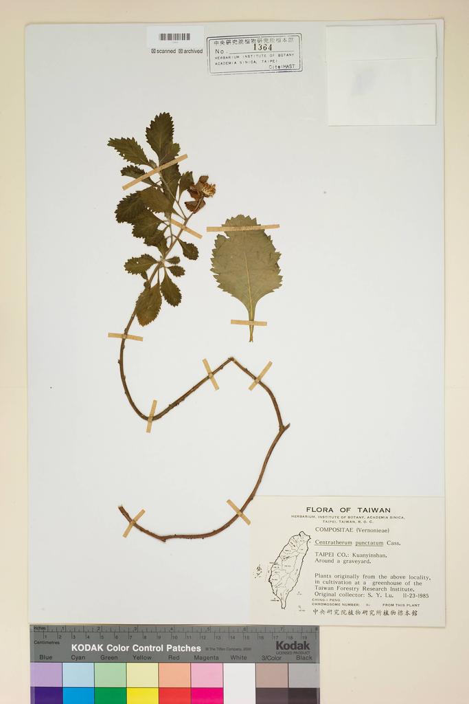 <Unit #45873 Lu, Sheng-You | 呂勝由 | s.n.:: | Centratherum punctatum Cass.>