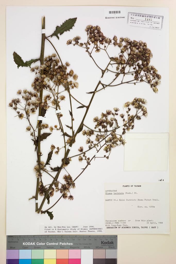<Unit #45877 Peng, Ching-I | 彭鏡毅 | 11395:: | Blumea laciniata (Roxb.) DC.>