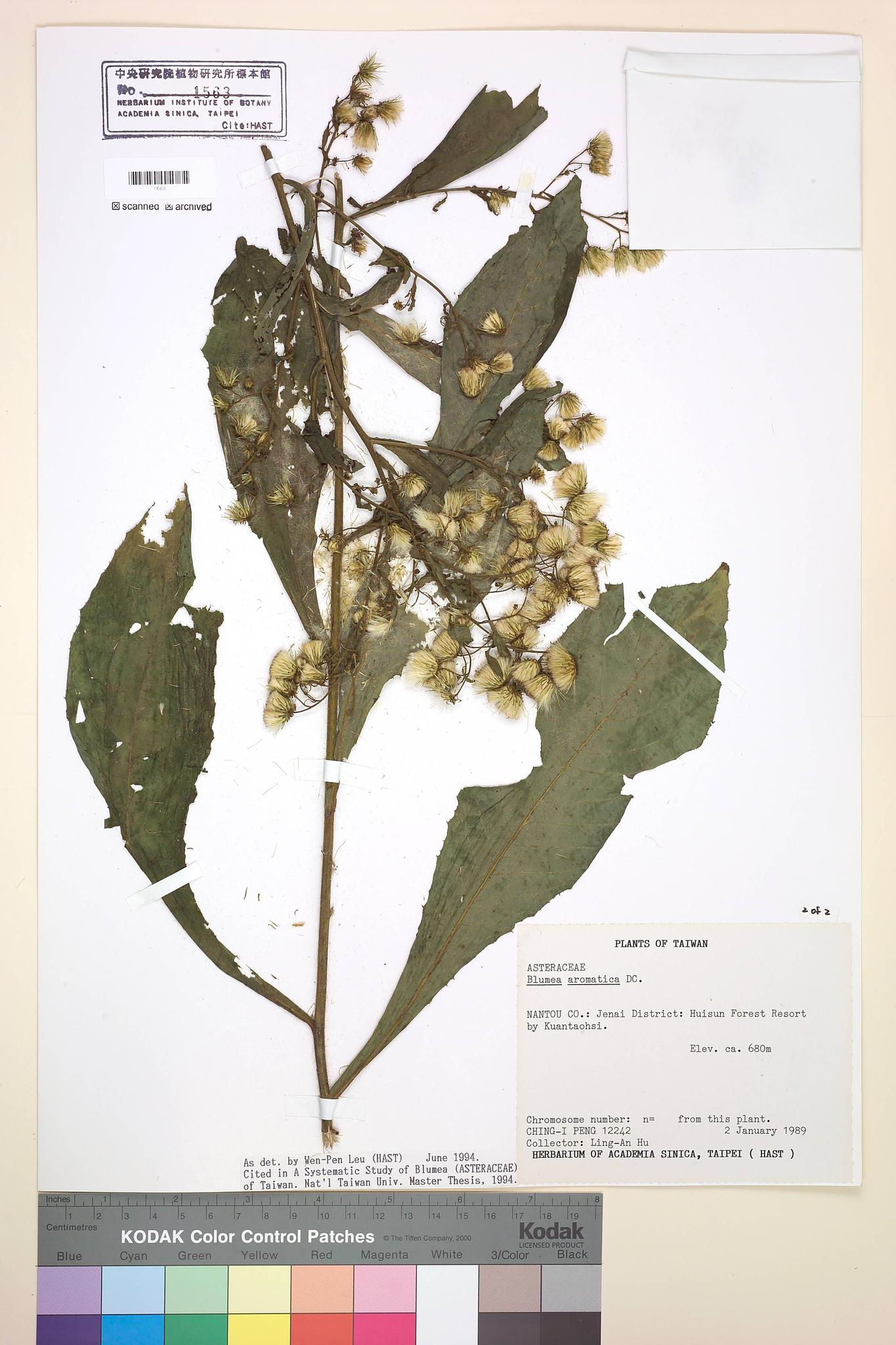 Sample image for viewer