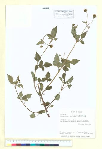 Bidens pilosa L. var. minor (Blume) Sherff