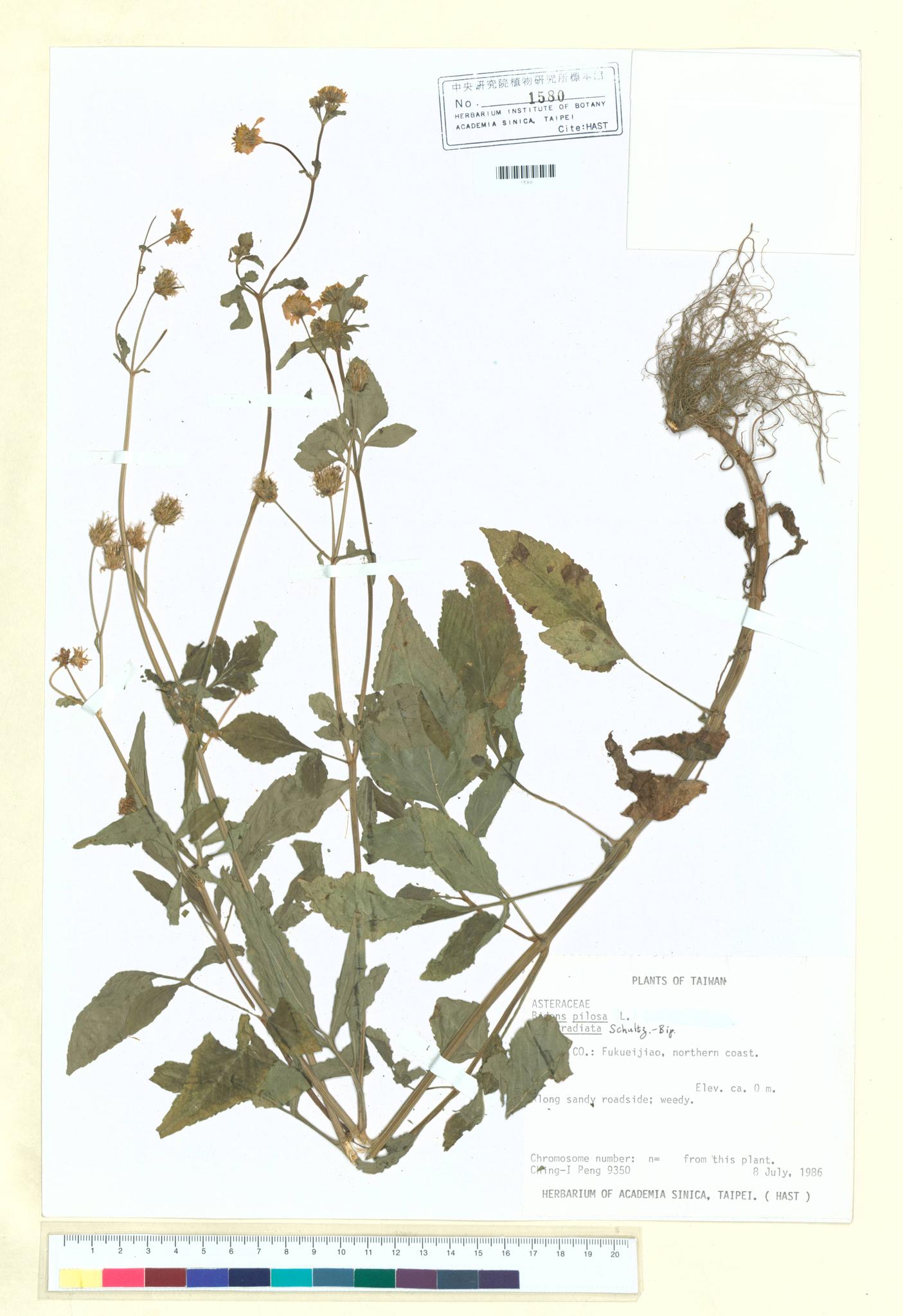 Sample image for viewer