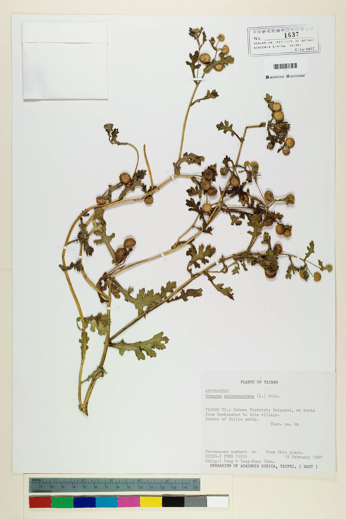 Specimen image