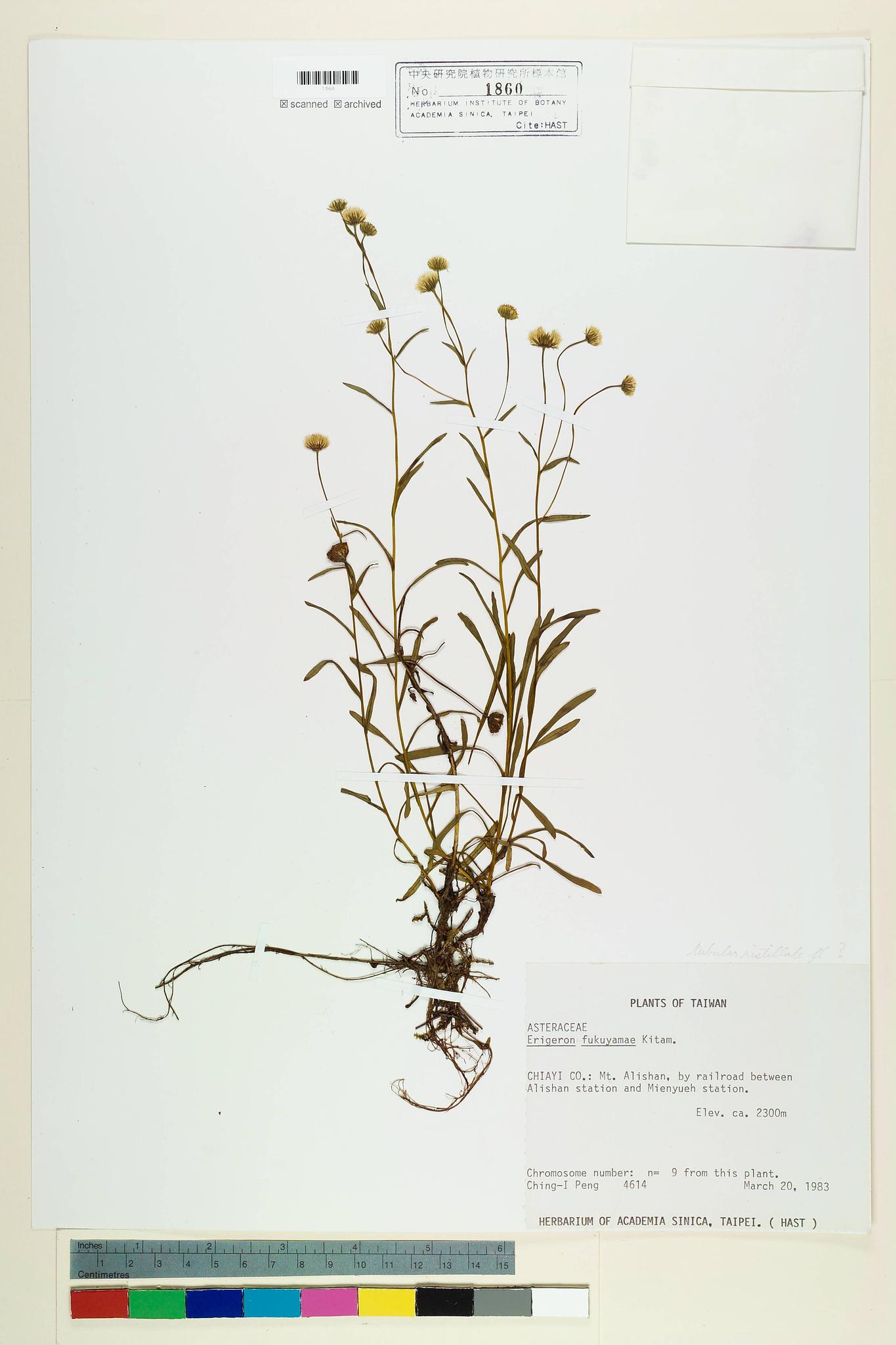 Sample image for viewer