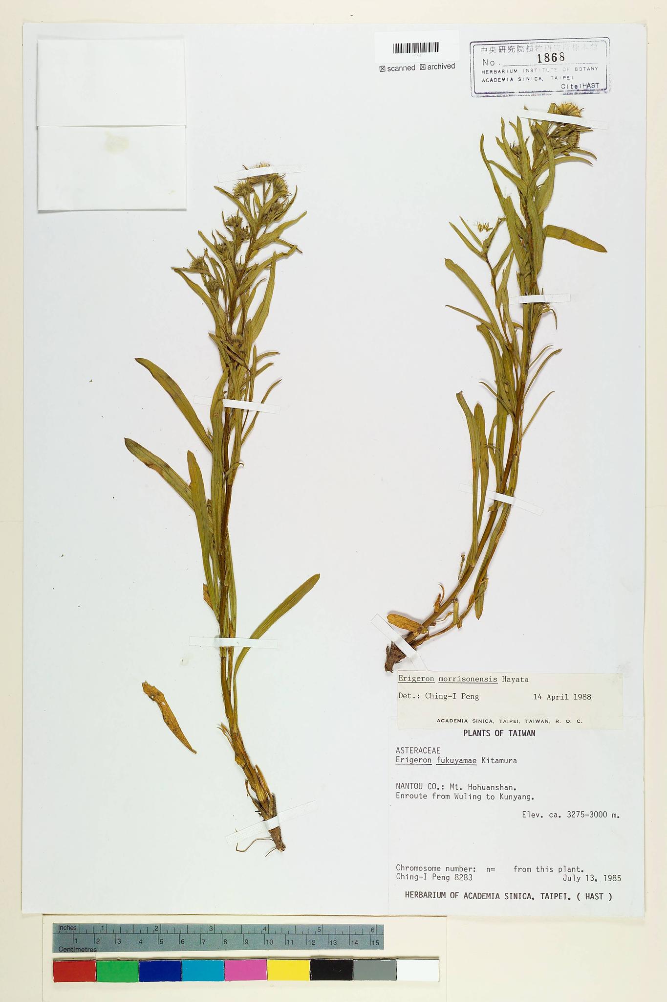 Sample image for viewer