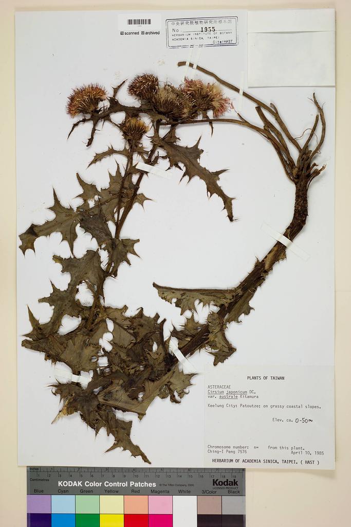 <Unit #17663 Peng, Ching-I | 彭鏡毅 | 7576:: | Cirsium japonicum DC. var. australe Kitam.>