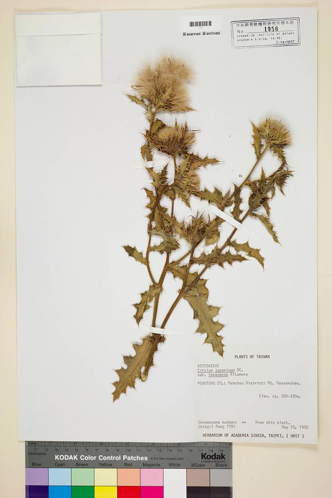 <Unit #20140 Peng, Ching-I | 彭鏡毅 | 7791:: | Cirsium japonicum DC. var. takaoense Kitam.>