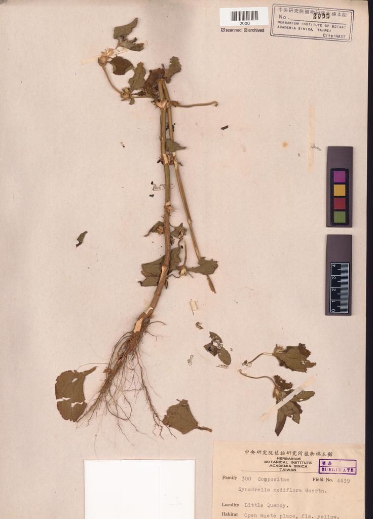 <Unit #116429 Chuang, T. I. | 莊燦暘 | 4439:: | Synedrella nodiflora (L.) Gaertn.>