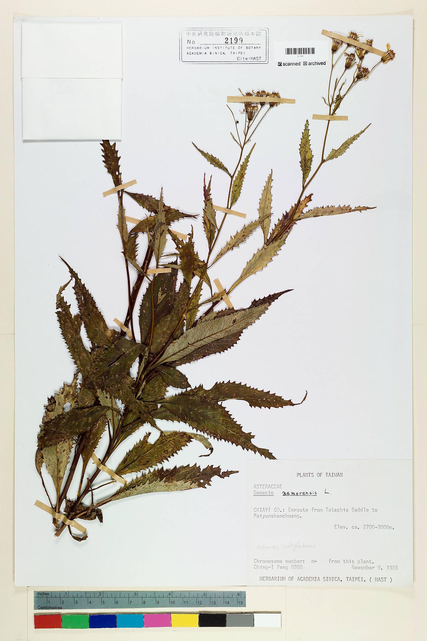 Sample image for viewer