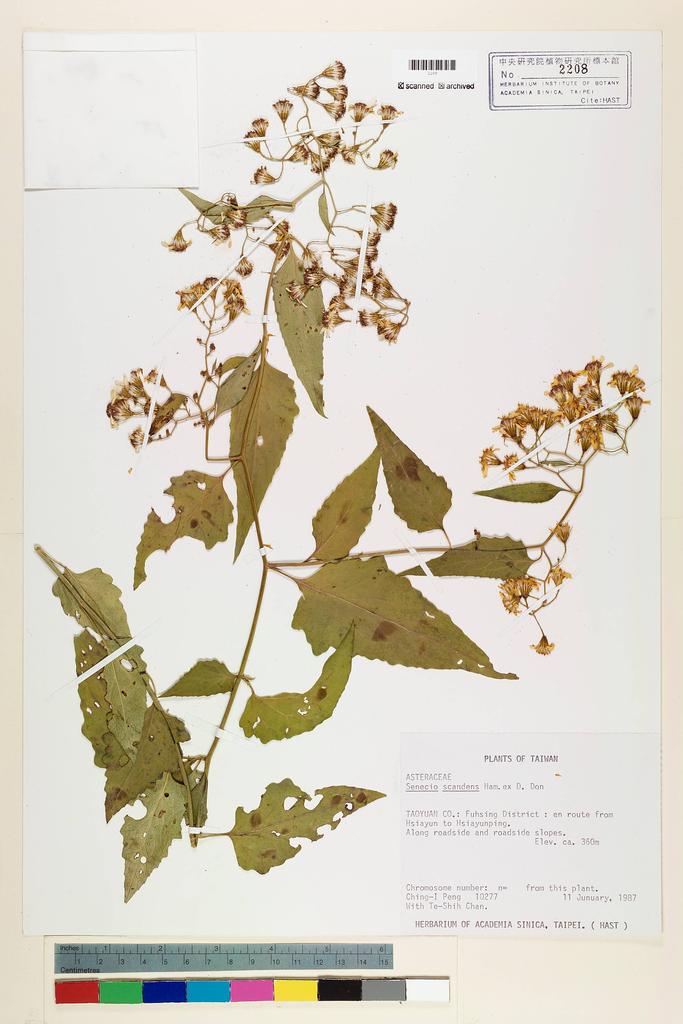 <Unit #42494 Peng, Ching-I | 彭鏡毅 | 10277:: | Senecio scandens Buch.-Ham. ex D. Don>