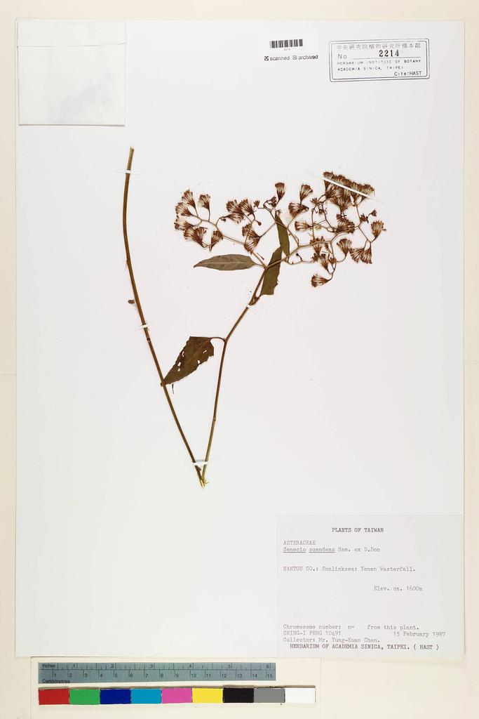 <Unit #22415 Peng, Ching-I | 彭鏡毅 | 10491:: | Senecio scandens Buch.-Ham. ex D. Don>