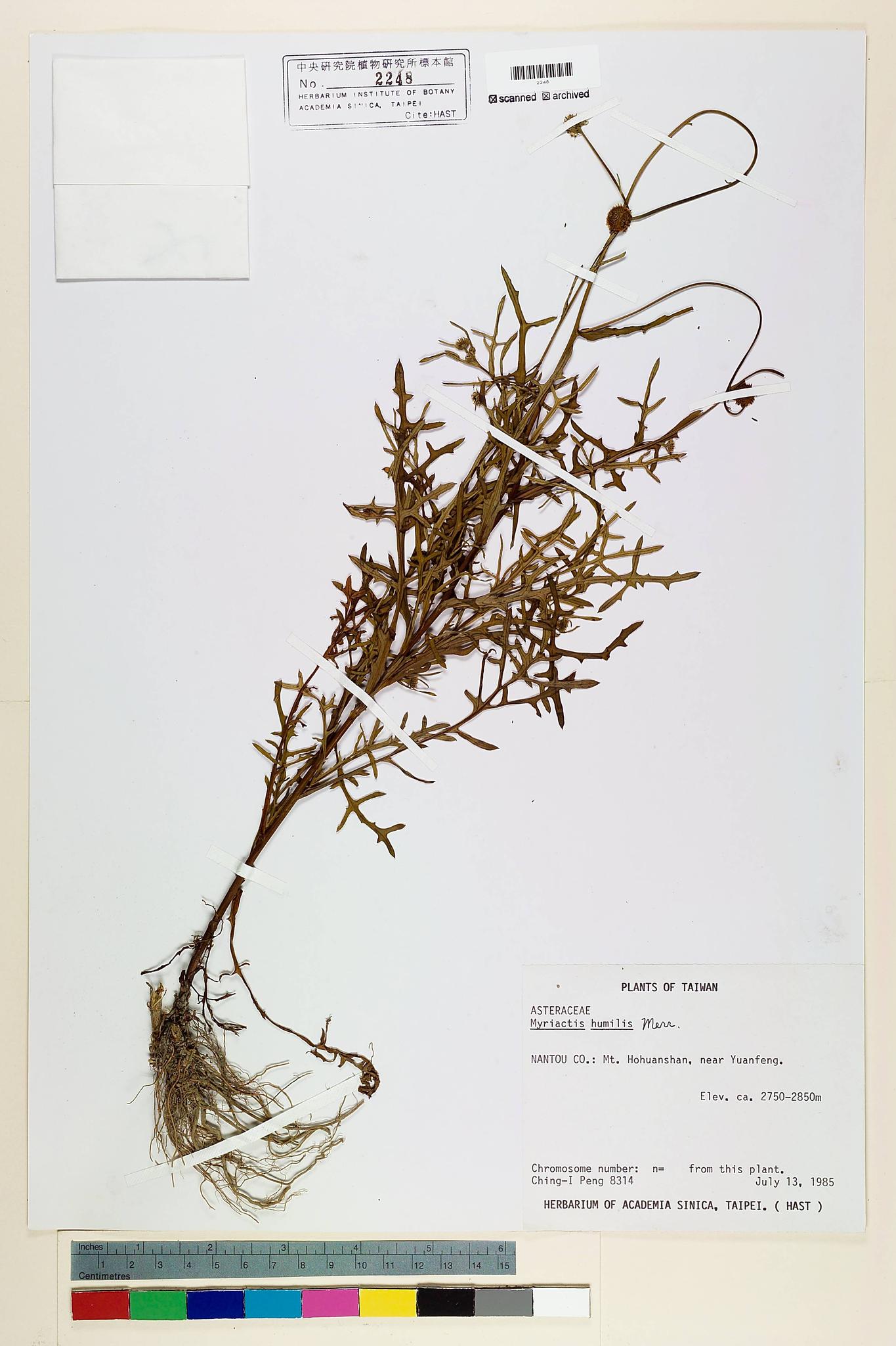 Sample image for viewer