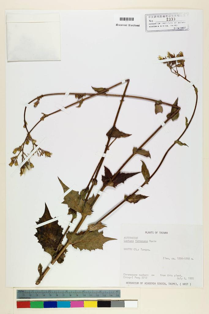 <Unit #23038 Peng, Ching-I | 彭鏡毅 | 8212:: | Lactuca formosana Maxim.>