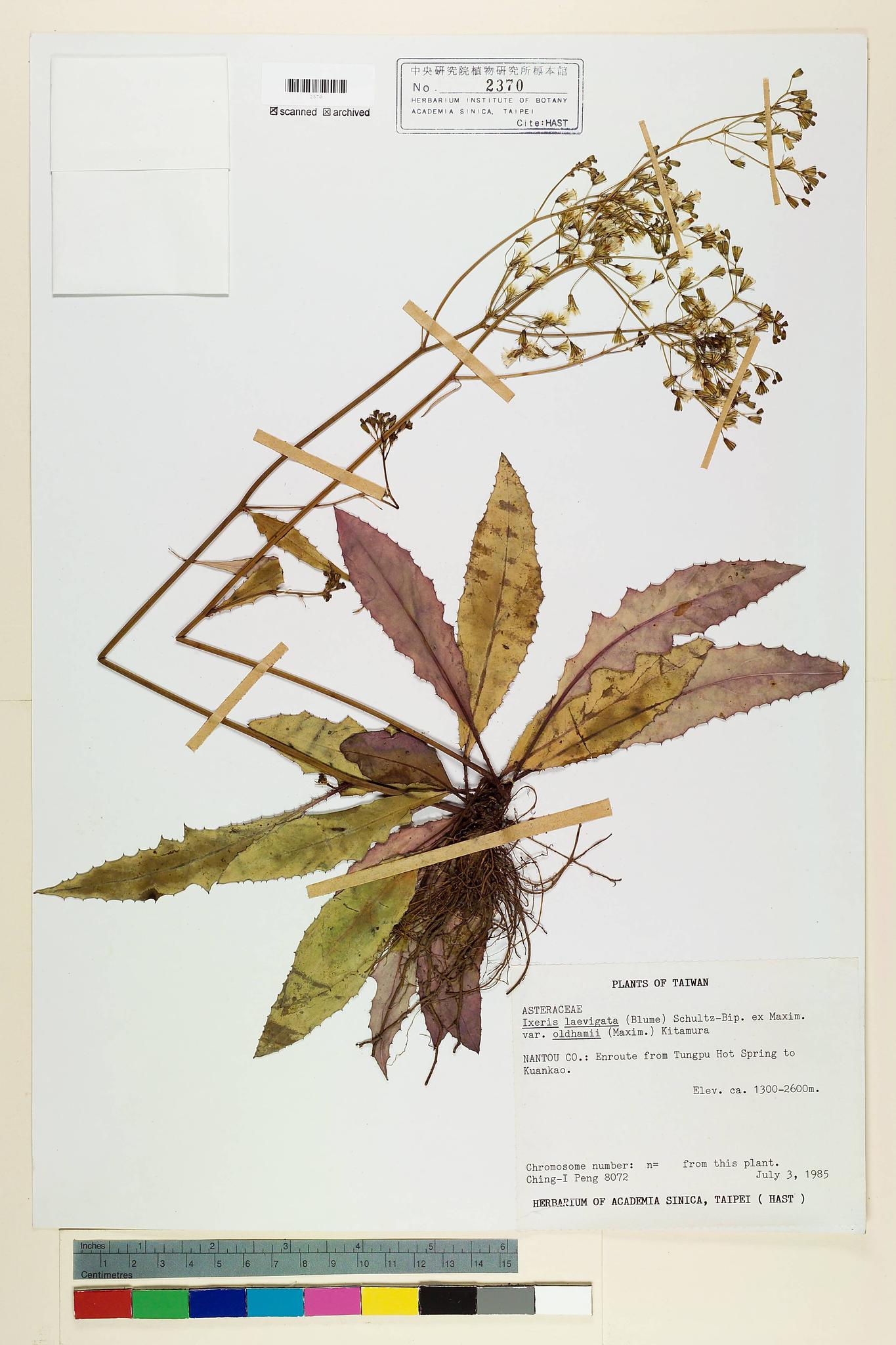 Specimen image