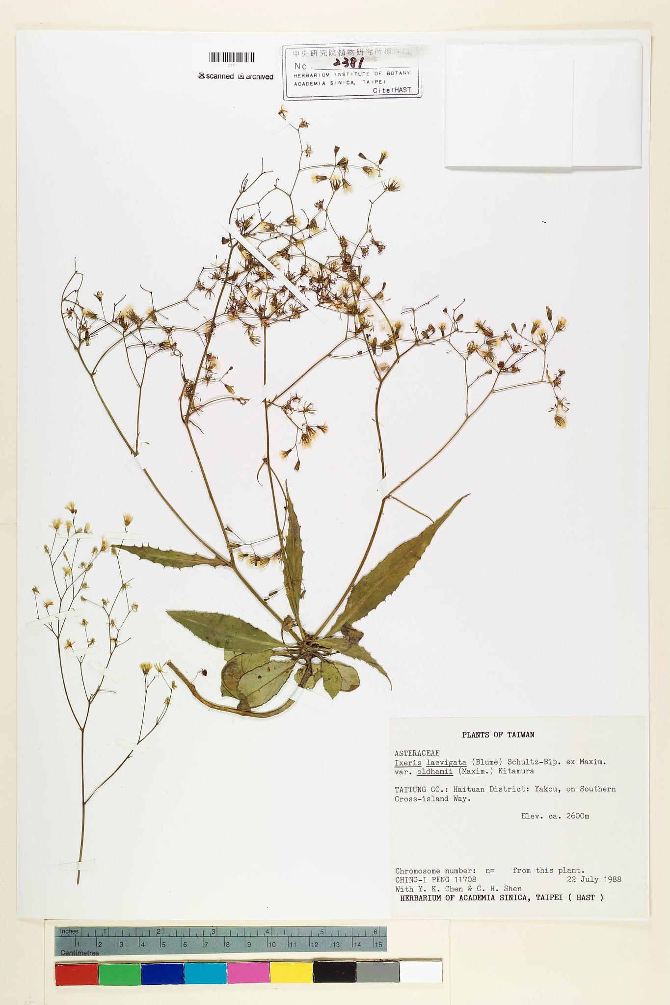 Specimen image