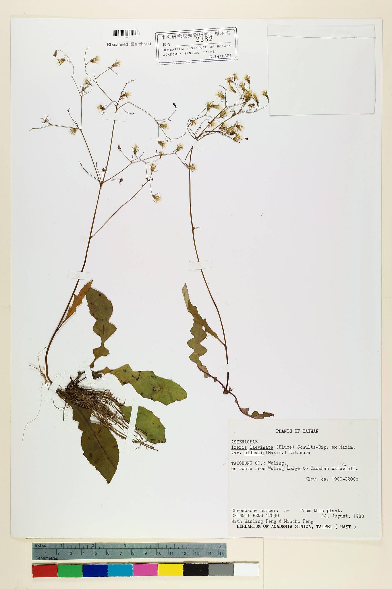 Specimen image