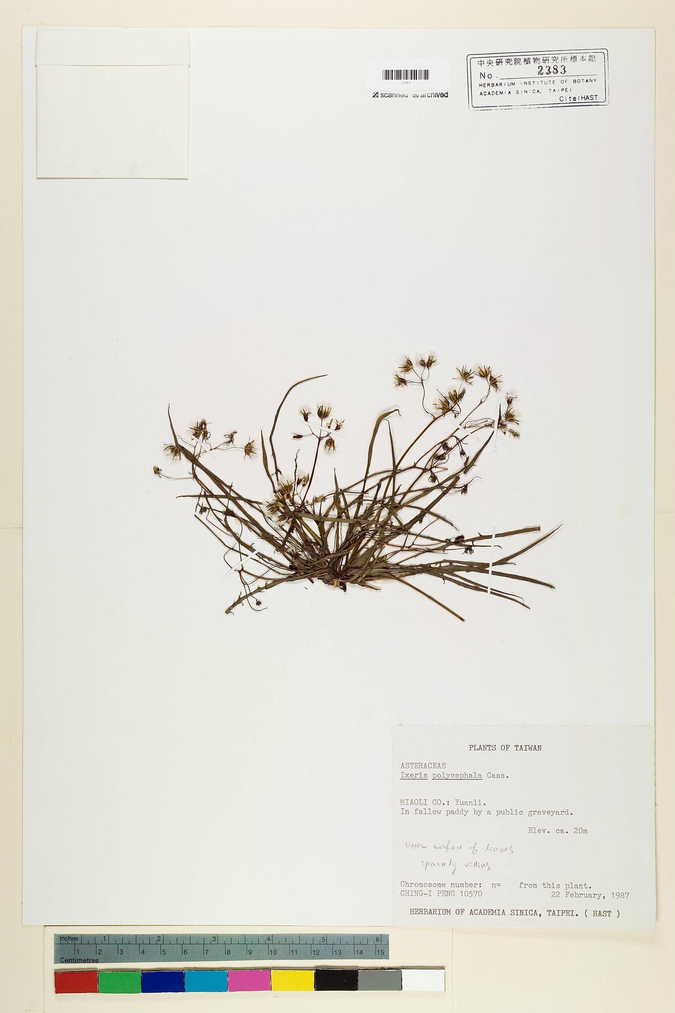 Specimen image