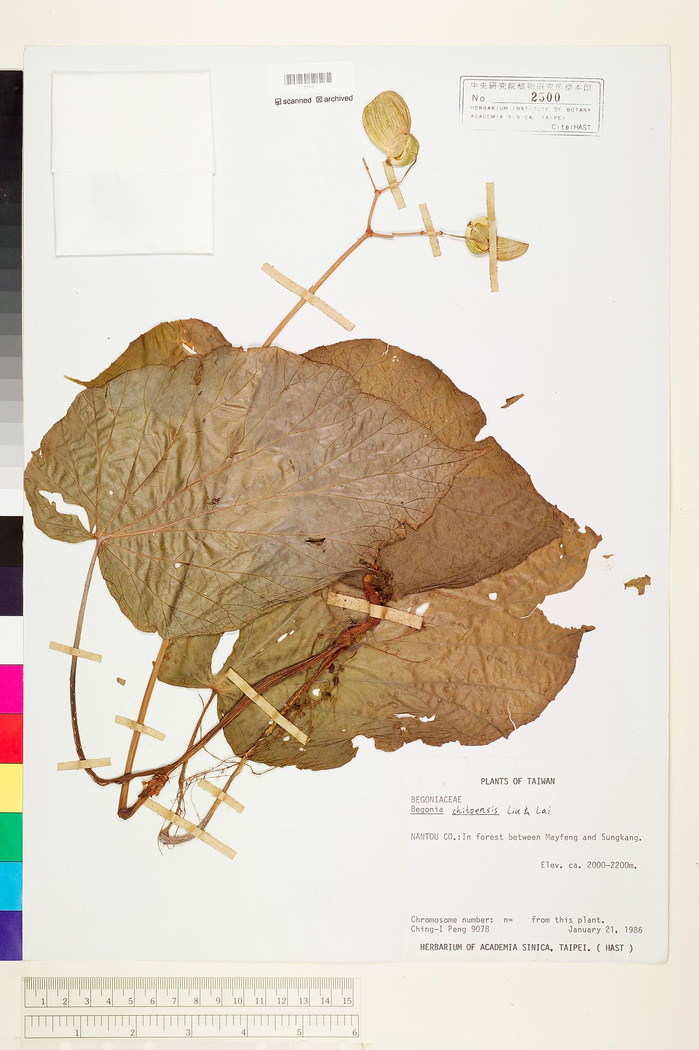 Sample image for viewer