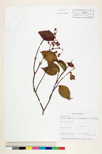Viburnum luzonicum Rolfe var. formosanum (Hance) Rehder