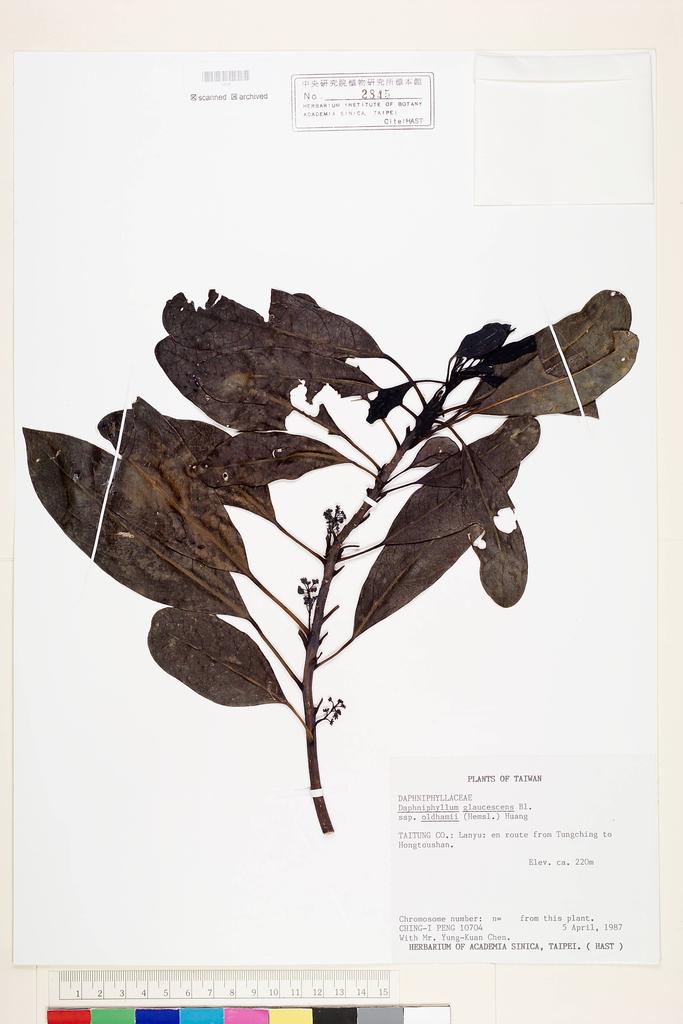 <Unit #25458 Peng, Ching-I | 彭鏡毅 | 10704:: | Daphniphyllum glaucescens subsp. oldhamii T.C. Huang>